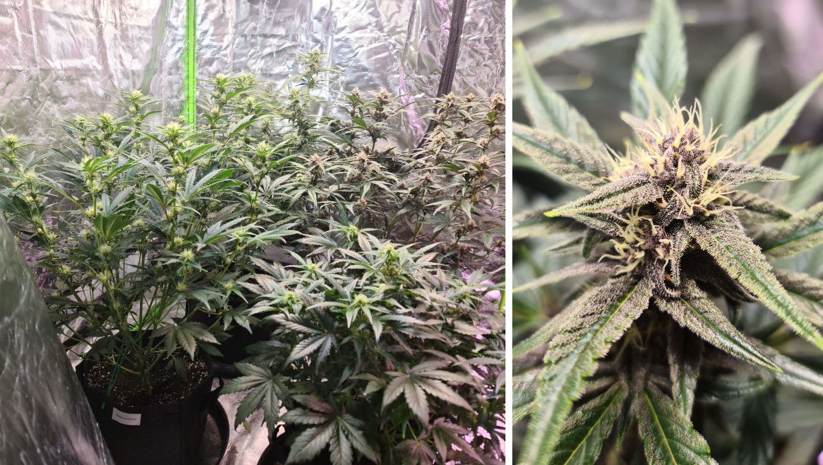 Gorilla Punch Auto cannabis strain: early flower | weeks 6-7 | a ganja plant's progress through the initial stage of budding Gorilla Punch Auto cannabis strain: early flower | weeks 6-7 | a ganja plant's progress through the initial stage of budding