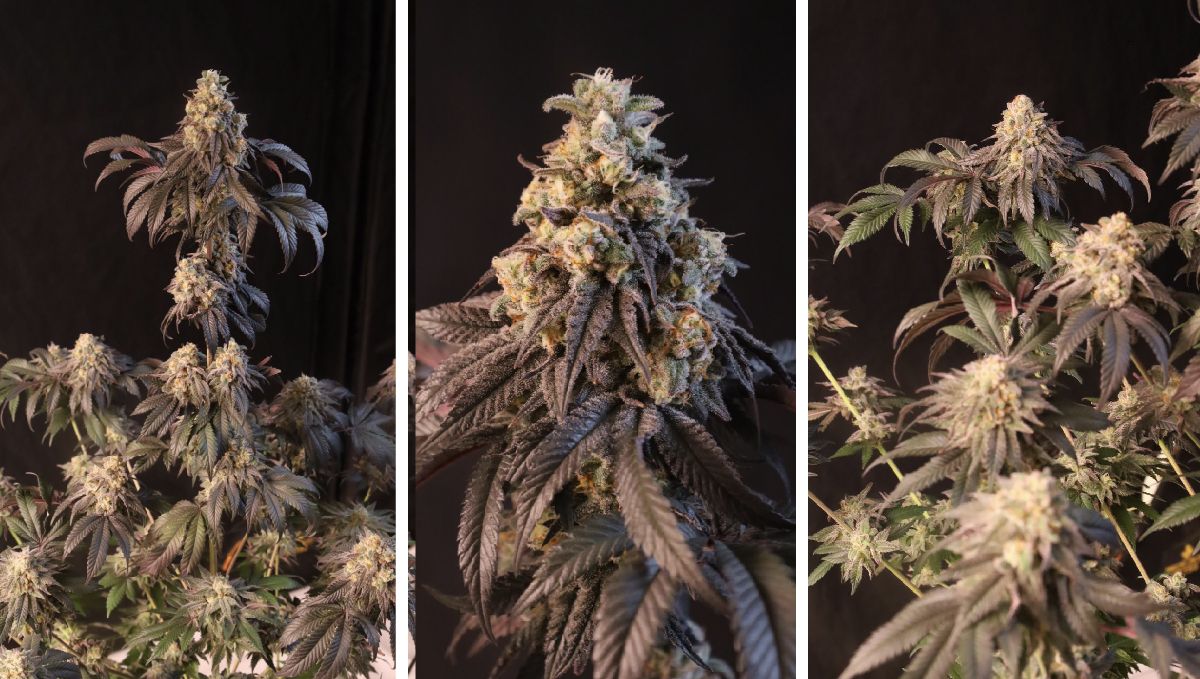 3-26.jpg Papayton Fem