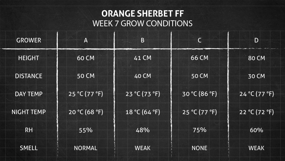 Orange Sherbet FF cannabis strain: week 7 grow conditions