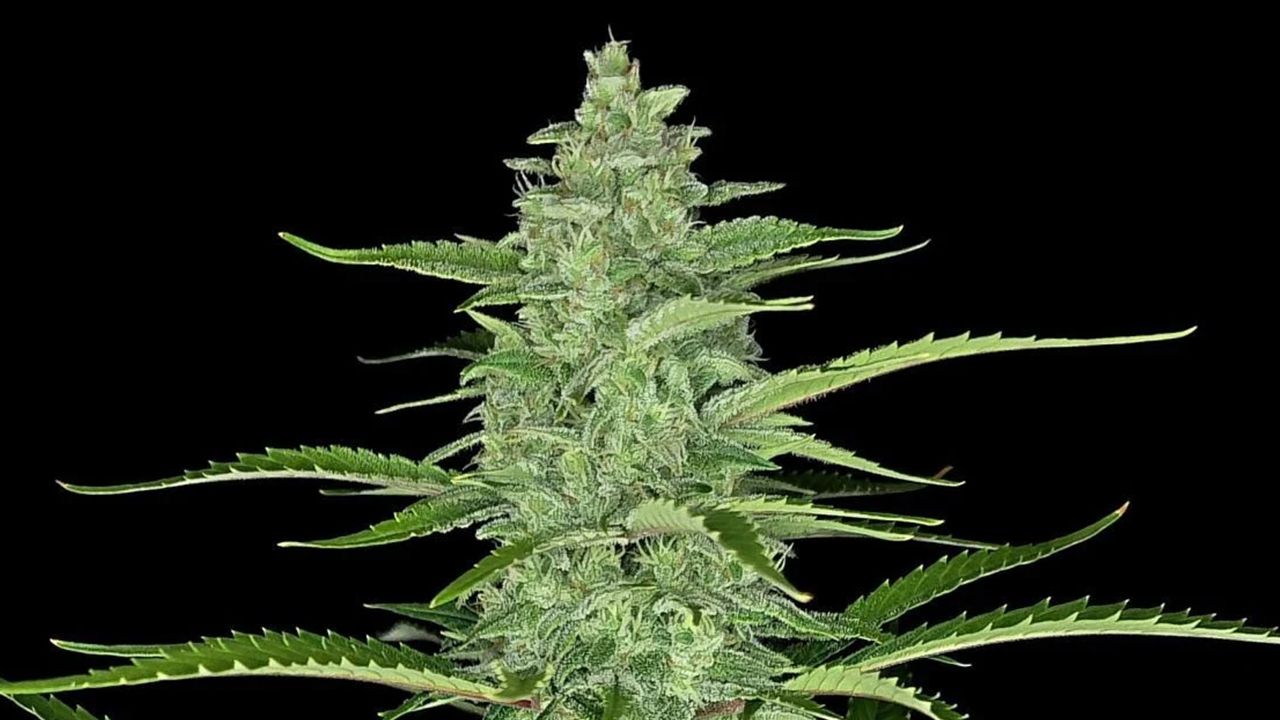 Die Top 5 Besten Sativa Autoflower Sorten: Papaya Cookies Auto Die Top 5 Besten Sativa Autoflower Sorten: Papaya Cookies Auto
