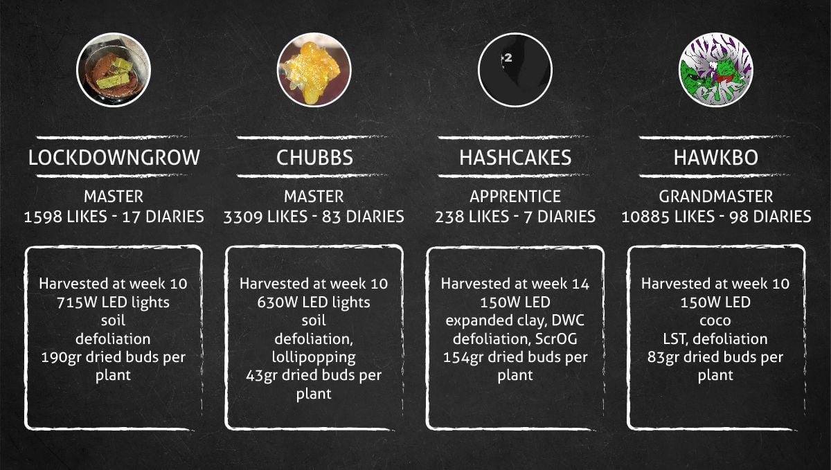 Blackberry Auto cannabis strain: outcome