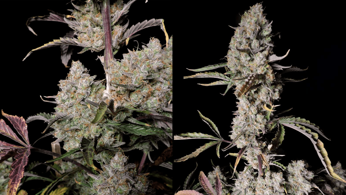 Top 5 highest THC autoflowering strains: girl scout cookies autoTop 5 highest THC autoflowering strains: gorilla z auto Top 5 highest THC autoflowering strains: girl scout cookies autoTop 5 highest THC autoflowering strains: gorilla z autoTop 5 highest THC autoflowering strains: girl scout cookies autoTop 5 highest THC autoflowering strains: gorilla z auto