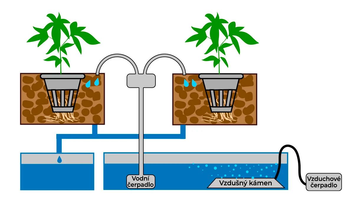 Samonakvétací konopí v hydro: kapénková závlaha a kontinuální kapénková závlaha Samonakvétací konopí v hydro: kapénková závlaha a kontinuální kapénková závlaha