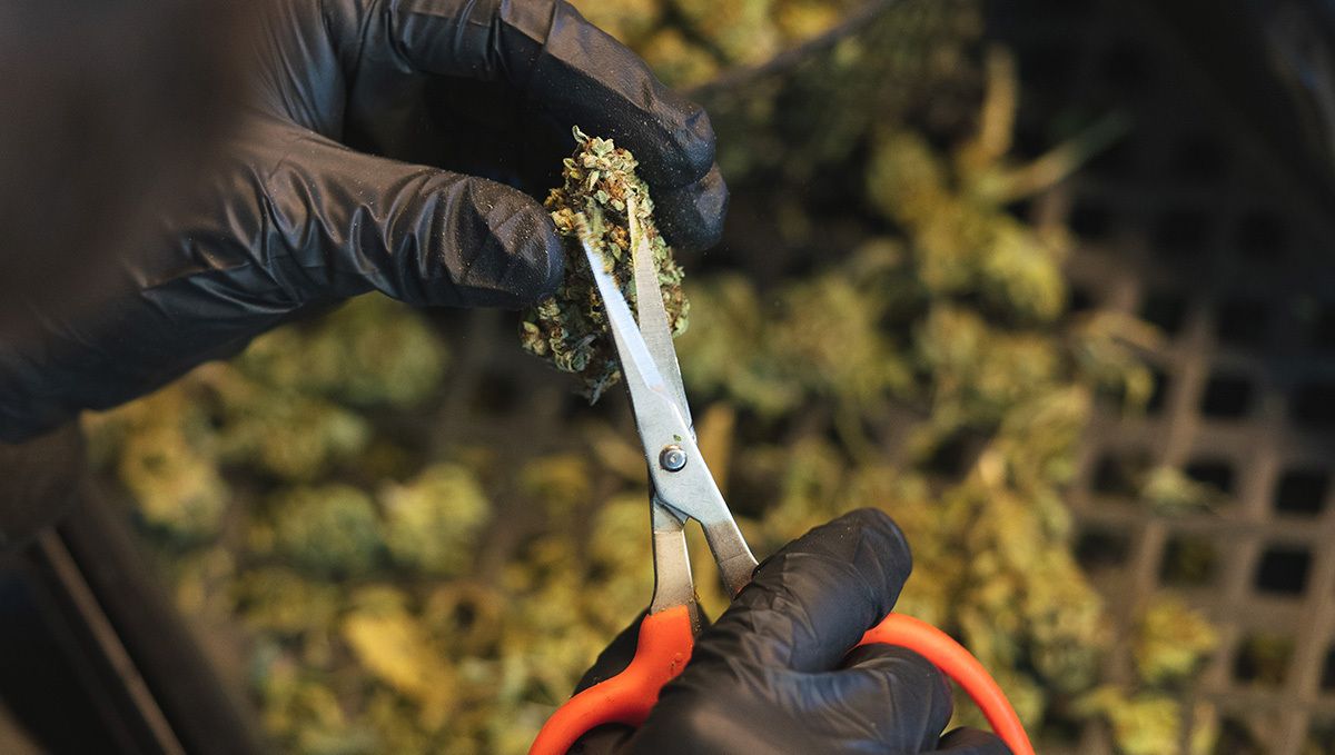 OG Kush Auto: trimming OG Kush Auto: trimming