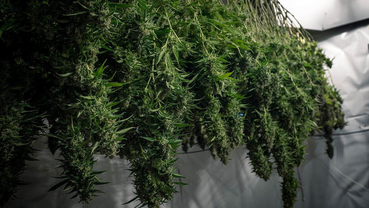 How to Cure Buds: drying weed How to Cure Buds: drying weed