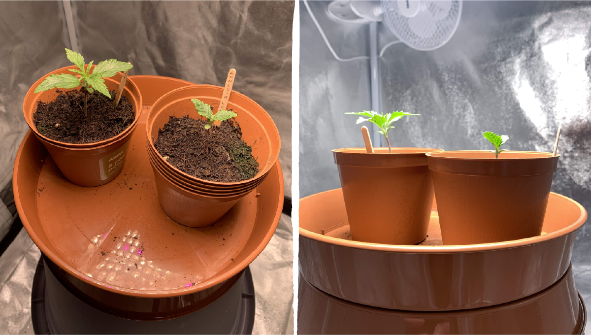 Acapulco gold cannabis strain week-by-week guide: early veg | week 2