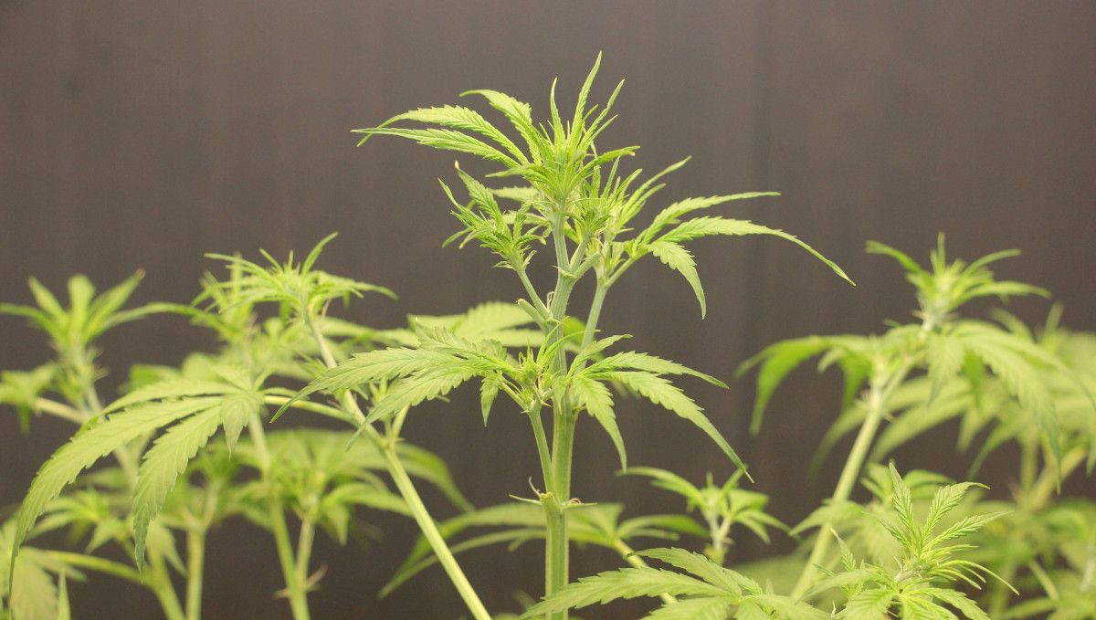 Tangerine Dream Auto cannabis strain: transition (pre-flower) | week 5 | the first female pistils on a Sativa-looking autoflower