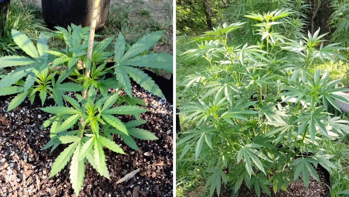 GG4 Sherbet FF cannabis strain: mid veg | weeks 3-6 | explosive vegetative growth of an outdoor plant GG4 Sherbet FF cannabis strain: mid veg | weeks 3-6 | explosive vegetative growth of an outdoor plant