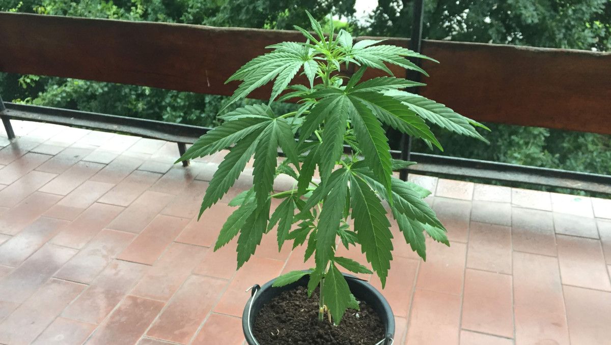 Blueberry Cheese Auto cannabis strain: mid veg | weeks 3-4 | a slender autoflower growing in a pot outdoors Blueberry Cheese Auto cannabis strain: mid veg | weeks 3-4 | a slender autoflower growing in a pot outdoors