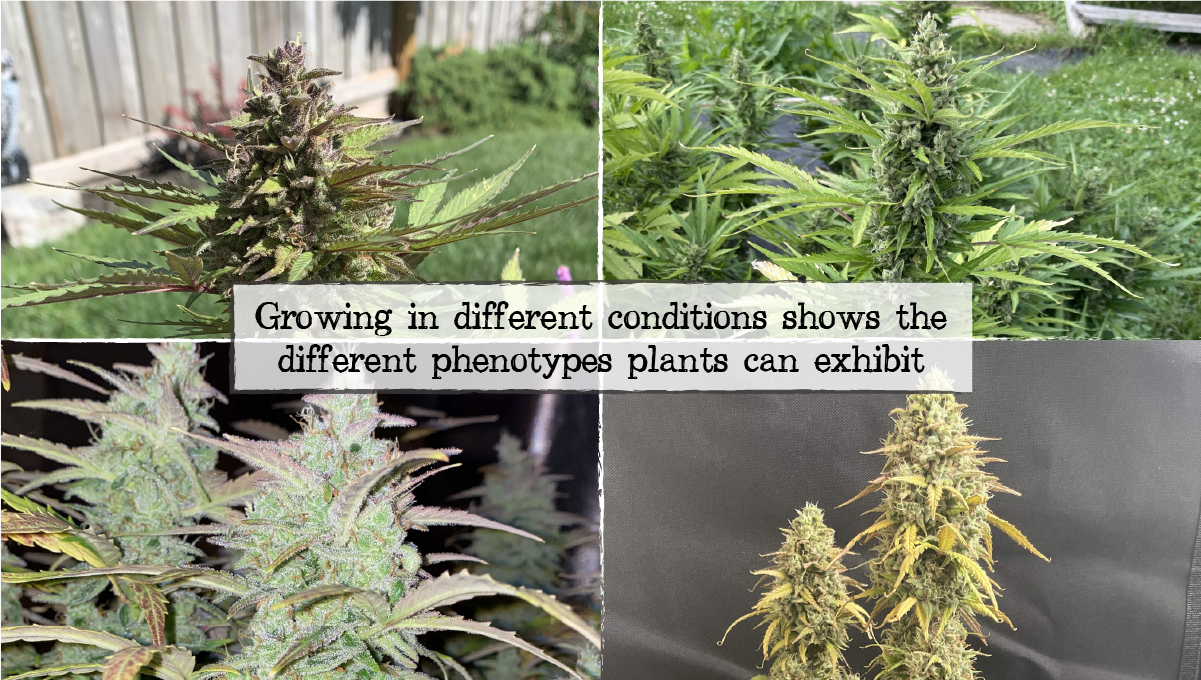 Cannabis breeding: testing f1 crosses Cannabis breeding: testing f1 crosses