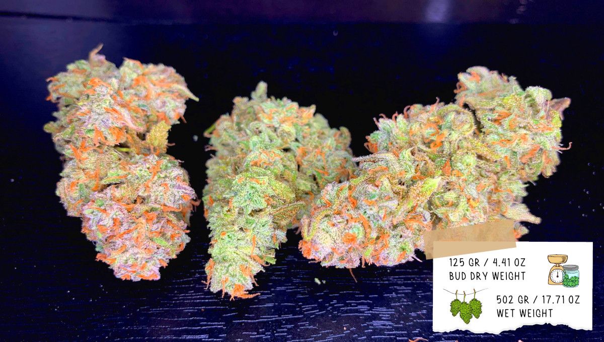 Gelato Auto Cannabis Strain Week-by-Week Guide: Grower D's outcome - Several dried and trimmed weed nuggets Gelato Auto Cannabis Strain Week-by-Week Guide: Grower D's outcome - Several dried and trimmed weed nuggets