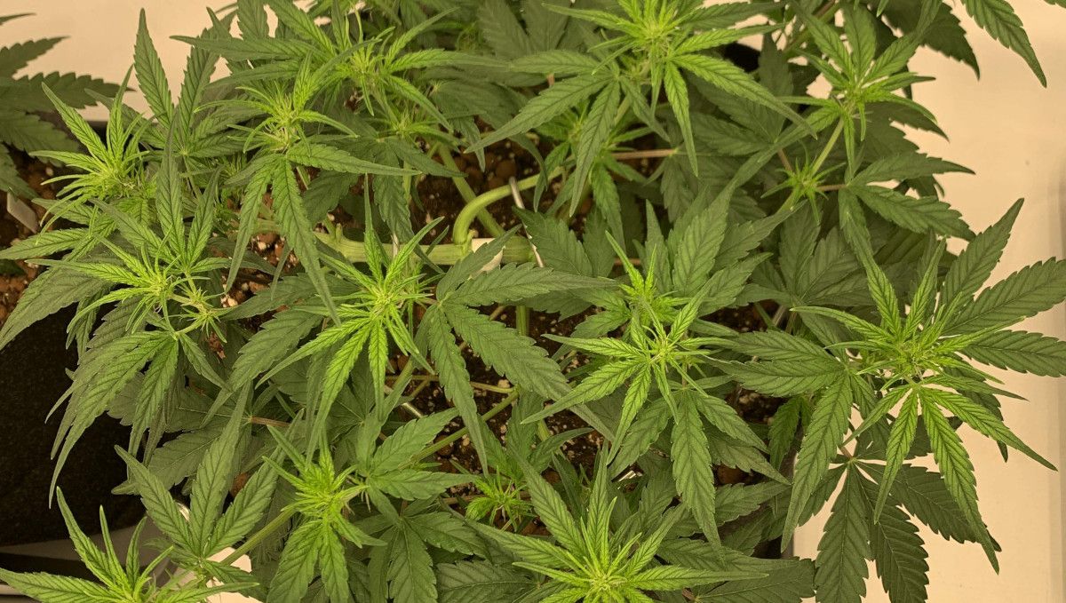 Banana Purple Punch Auto Cannabissorte: Übergangsphase (Vorblüte) | Woche 5 | breite und flache Indoor-Cannabispflanze beginnt zu blühen