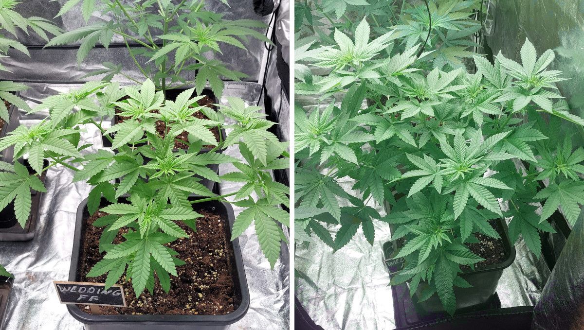 Wedding Cheesecake FF cannabis strain: mid veg | weeks 3-6 | topped and turning into a bushy, multi-branch plant