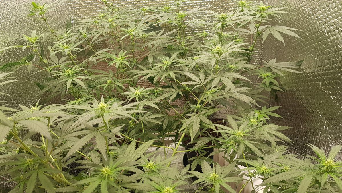 Wedding Cheesecake FF cannabis strain: early flower | weeks 8-9 | a tall, bushy marijuana plant just starting to form the first buds