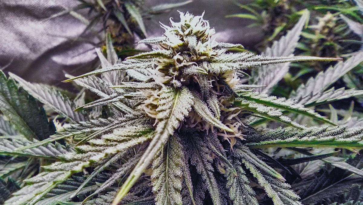Strawberry Pie Auto Cannabis Strain Week-by-Week Guide: A weed plant with many flowering tops and a closeup of a bud