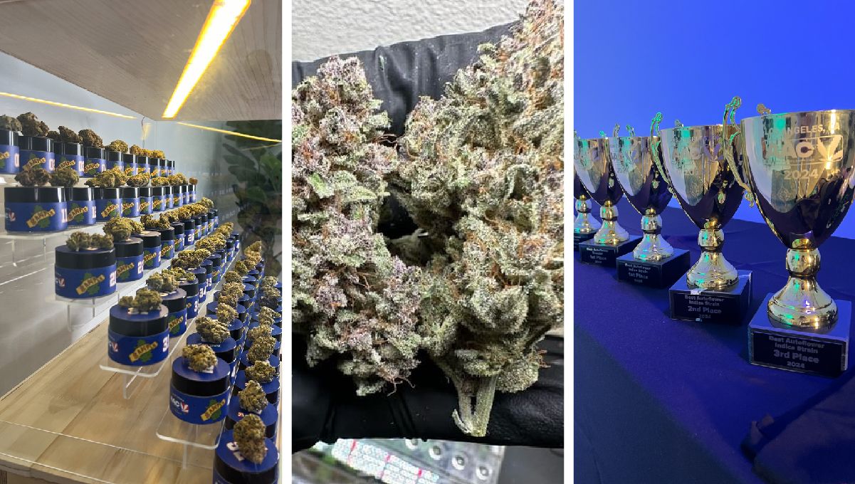 Collages-04.jpg Proben der auf der AAC 2024 vorgestellten Autoflower.