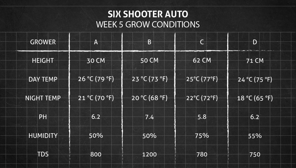 Six Shooter Auto cannabis strain: week 5 grow conditions Six Shooter Auto cannabis strain: week 5 grow conditions