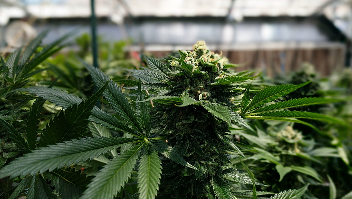 Weed in ireland: medicinal cannabis Weed in ireland: medicinal cannabis