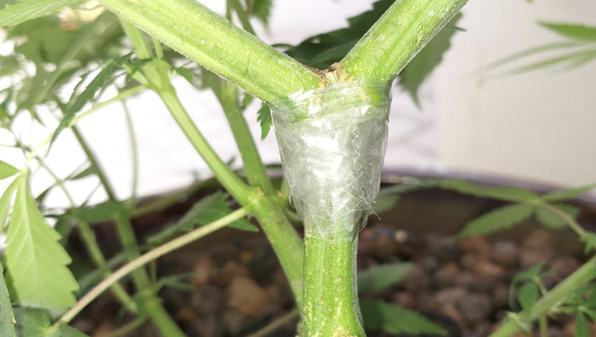 Slow Cannabis 1.png Planta con rama rota