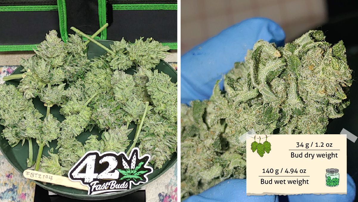Forbidden Runtz Auto Cannabis Strain Week-by-Week Guide: A bunch of dried cannabis branches with buds and a closeup of a very resinous bud Forbidden Runtz Auto Cannabis Strain Week-by-Week Guide: A bunch of dried cannabis branches with buds and a closeup of a very resinous bud