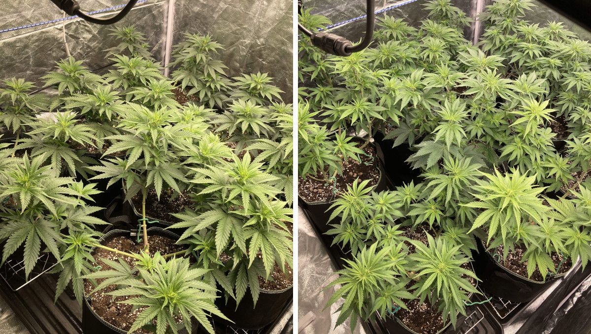 Liberty Haze Cannabis Strain Week-by-Week Guide: A top view of several cannabis plants in a grow tent right after defoliation and after the subsequent recovery Liberty Haze Cannabis Strain Week-by-Week Guide: A top view of several cannabis plants in a grow tent right after defoliation and after the subsequent recovery