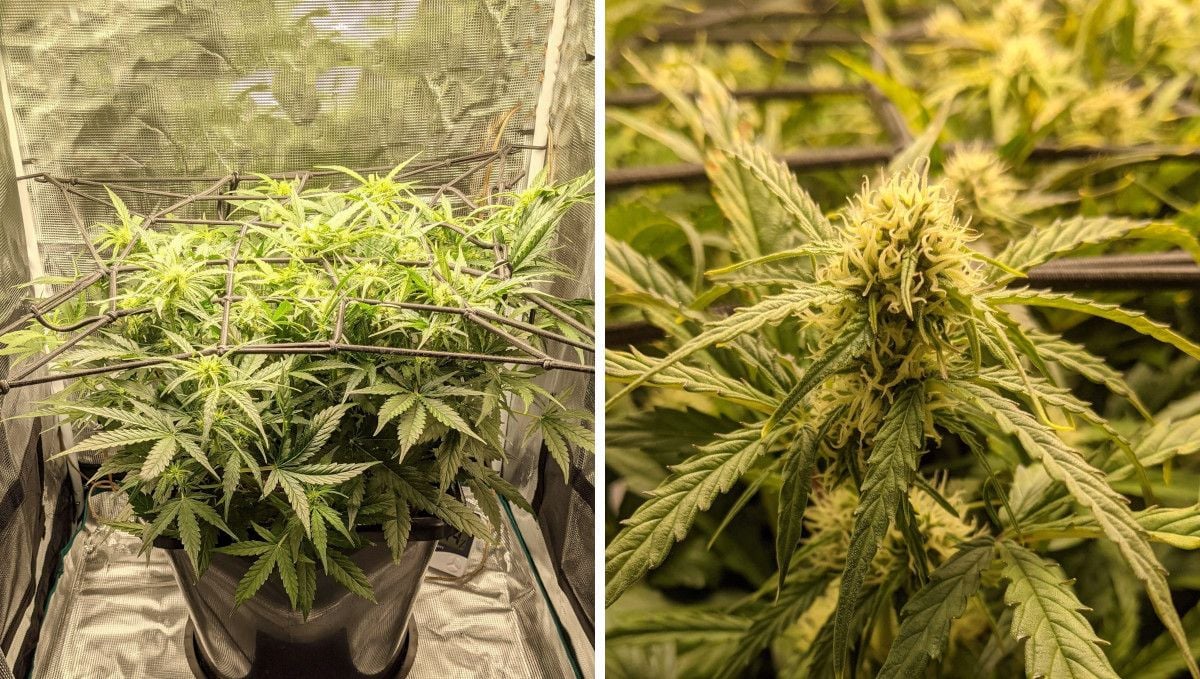 Critical Kush Auto cannabis strain: early flower | weeks 6-7 | an indoor autoflower grown in ScrOG as it gets bigger and forms substantial flowers