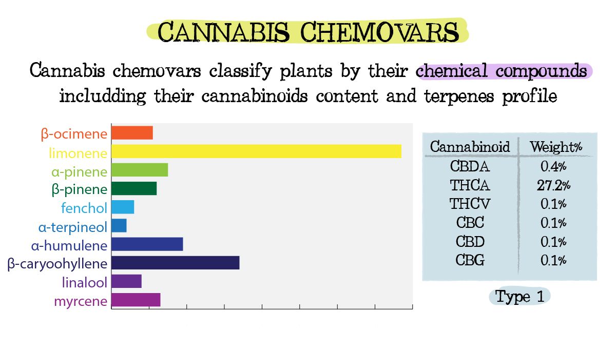 Cannabis chemtypes and chemovars: what are chemovars? Cannabis chemtypes and chemovars: what are chemovars?