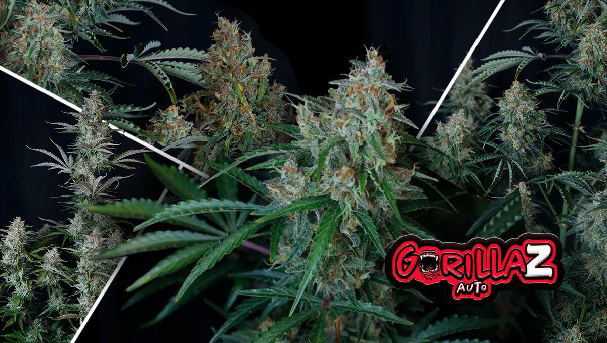182.jpg gorilla z auto