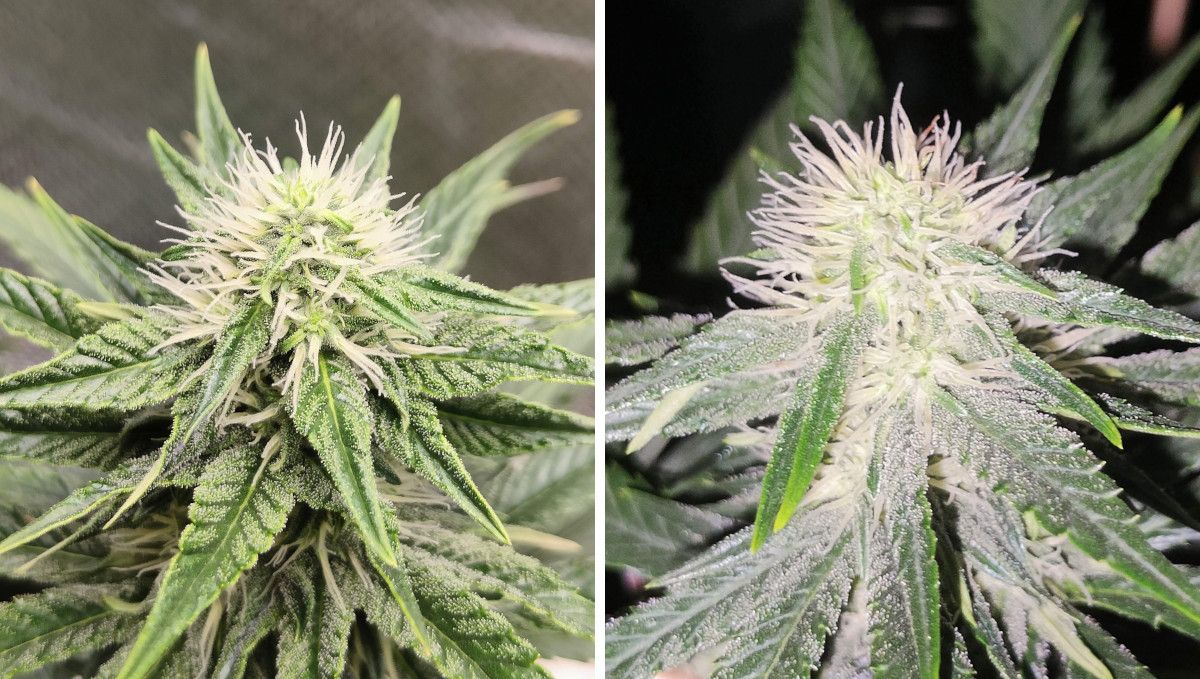 Tropicana Cookies FF cannabis strain: early flower | weeks 8-9 | close shots of two immature but very resinous top buds Tropicana Cookies FF cannabis strain: early flower | weeks 8-9 | close shots of two immature but very resinous top buds