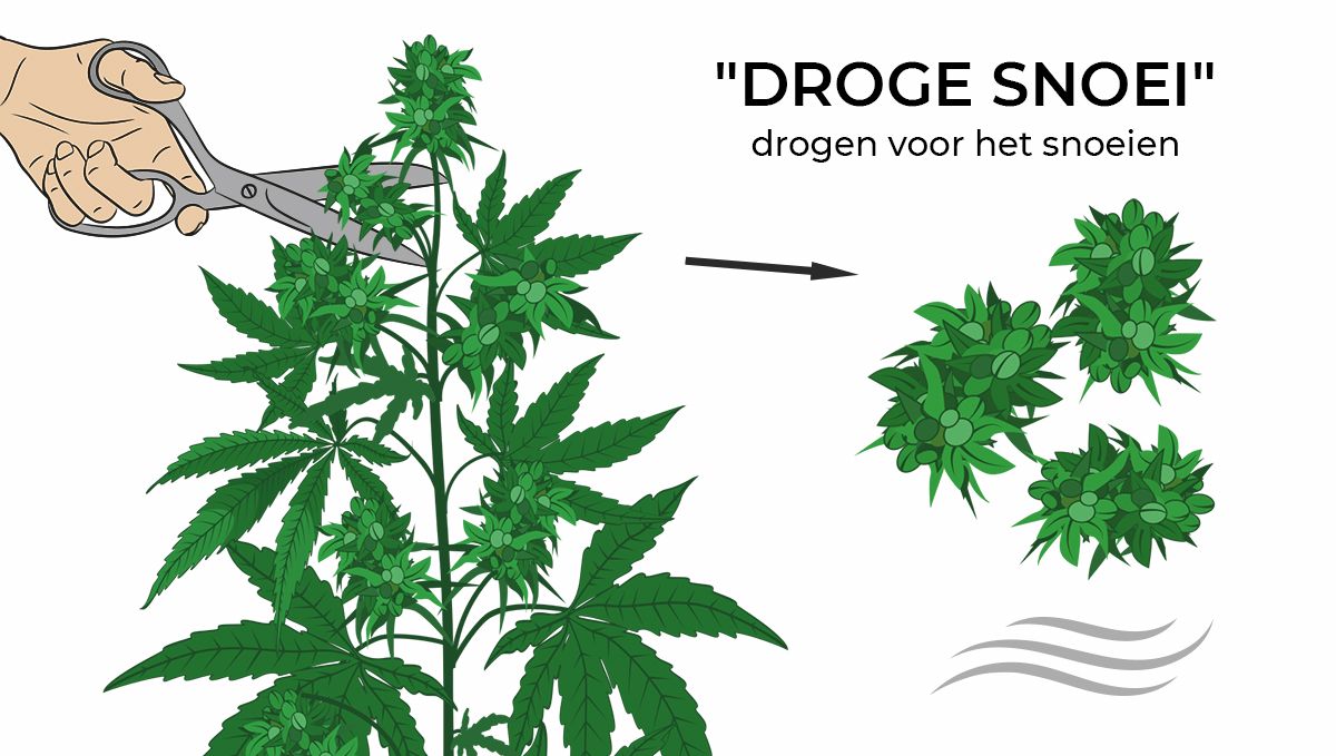 De beste omstandigheden voor je droogkamer en hoe je cannabis kunt drogen: Nat snoeien