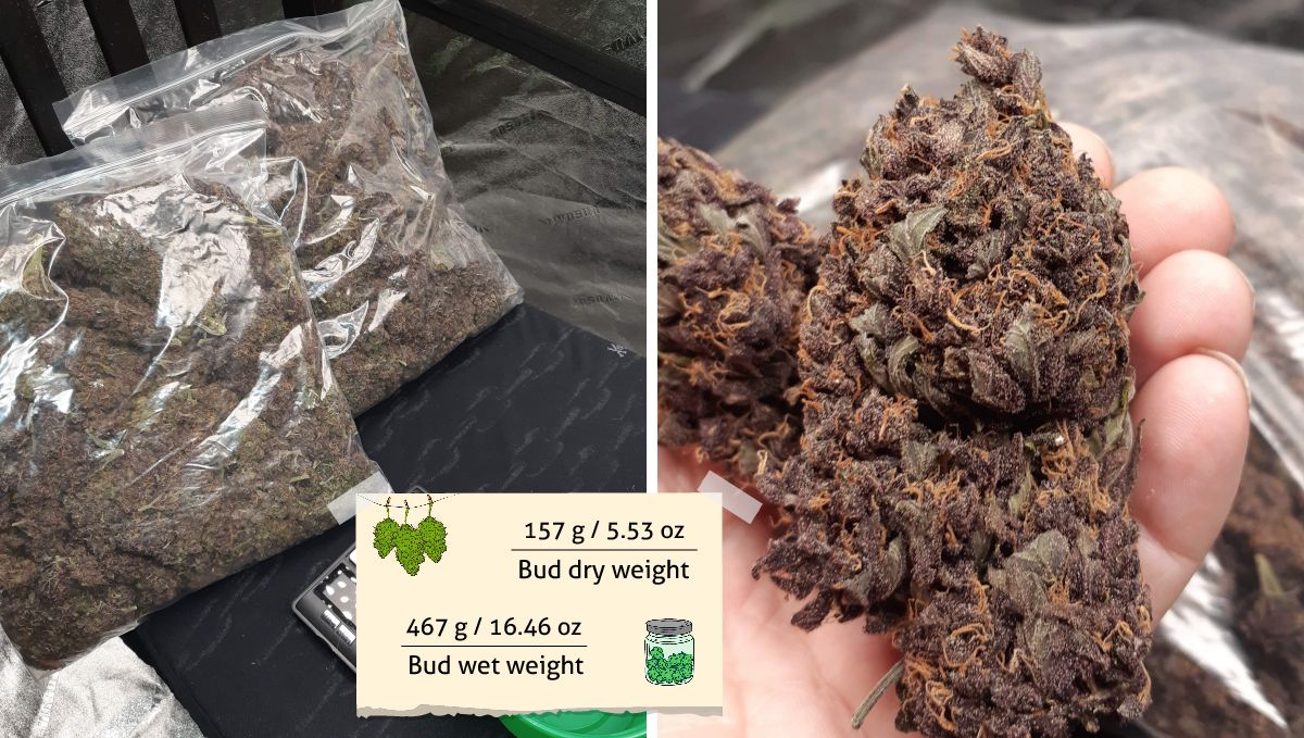 LSD-25 Auto cannabis strain outcome: two big plastic bags full of purple buds and a grower's hand holding a huge dry bud LSD-25 Auto cannabis strain outcome: two big plastic bags full of purple buds and a grower's hand holding a huge dry bud