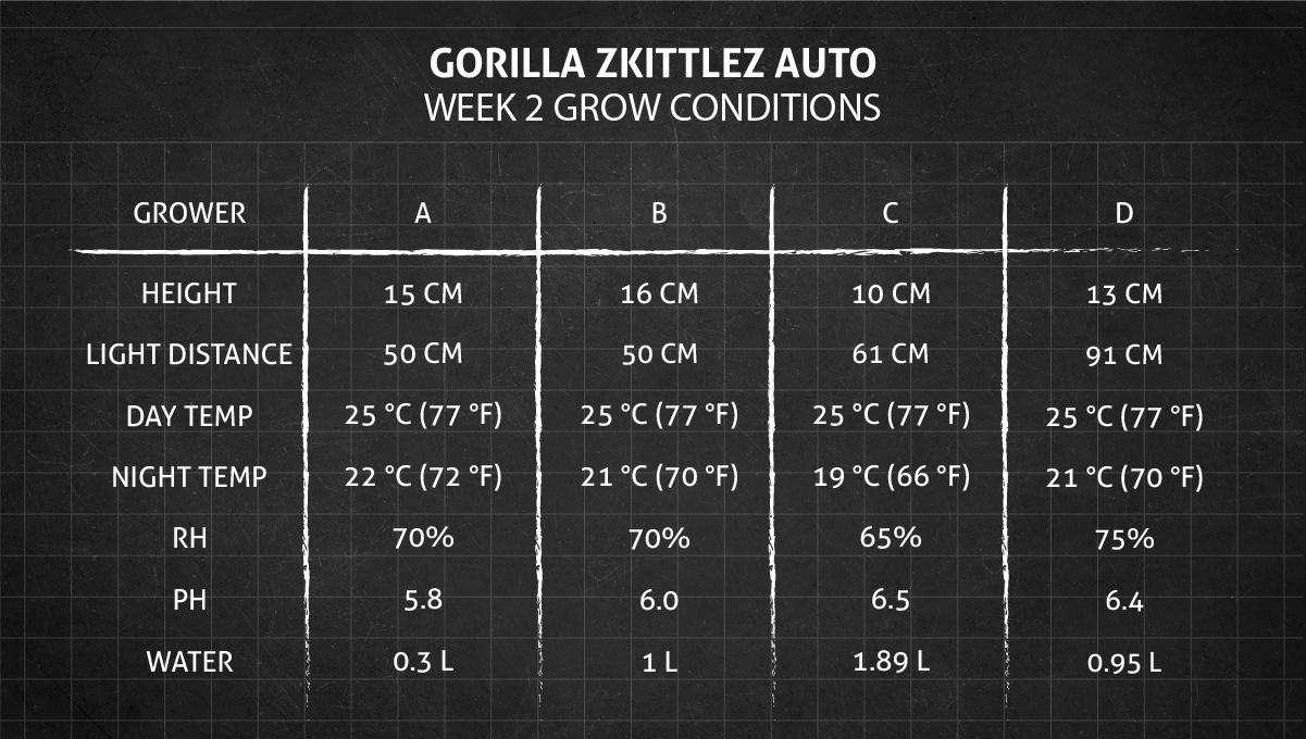 Gorilla Z Auto cannabis strain: week 2 grow conditions Gorilla Z Auto cannabis strain: week 2 grow conditions