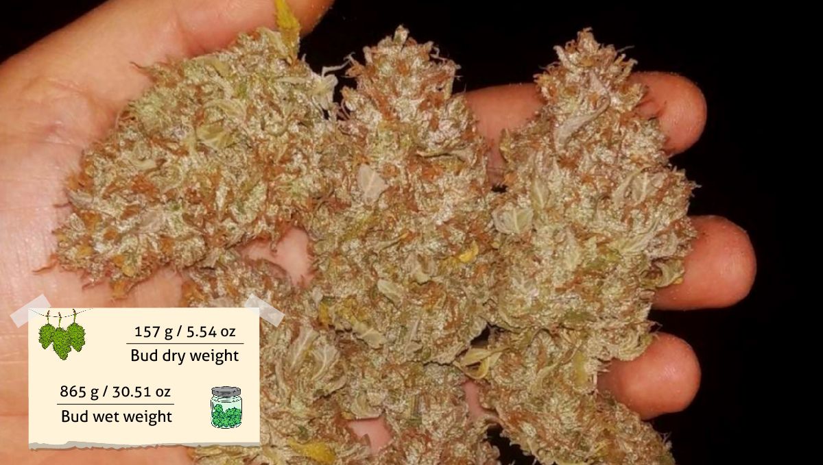 Cherry Cola Auto cannabis strain: yield | a handful of dry and cured marijuana buds