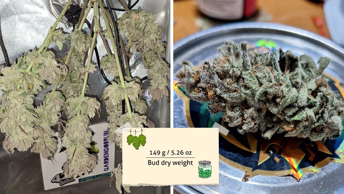 GG4 Sherbet FF cannabis strain: yield | a small trimmed plant hung upside down to dry and a trimmed, dried, resinous nugget GG4 Sherbet FF cannabis strain: yield | a small trimmed plant hung upside down to dry and a trimmed, dried, resinous nugget