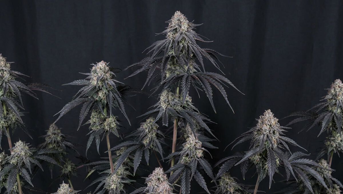 Mango frost