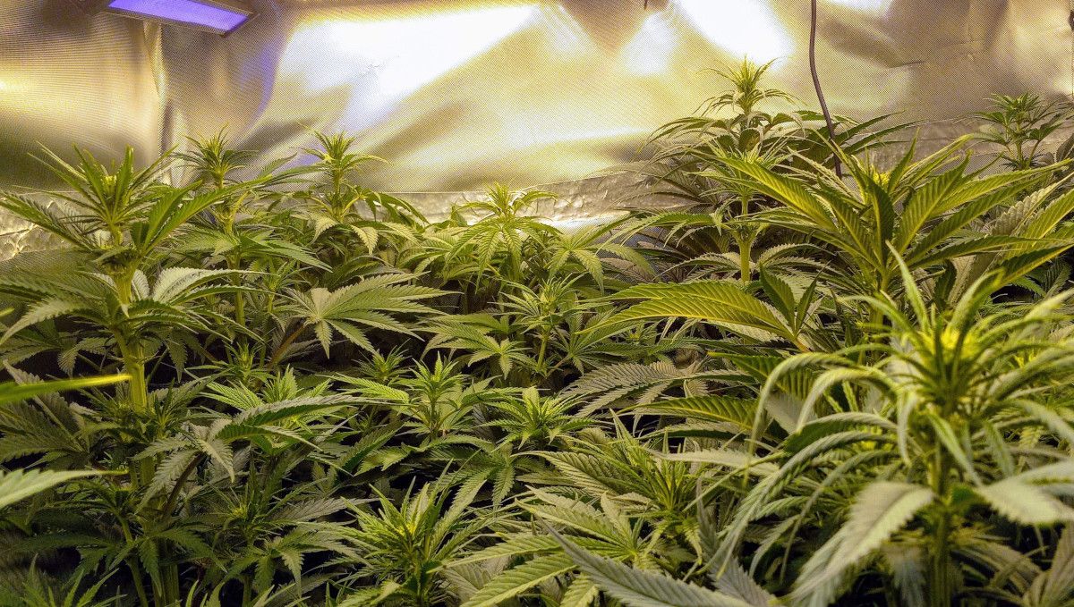 Gorilla Cookies FF cannabis strain: transition (pre-flower) | an indoor tent full of plants that have just started to bud