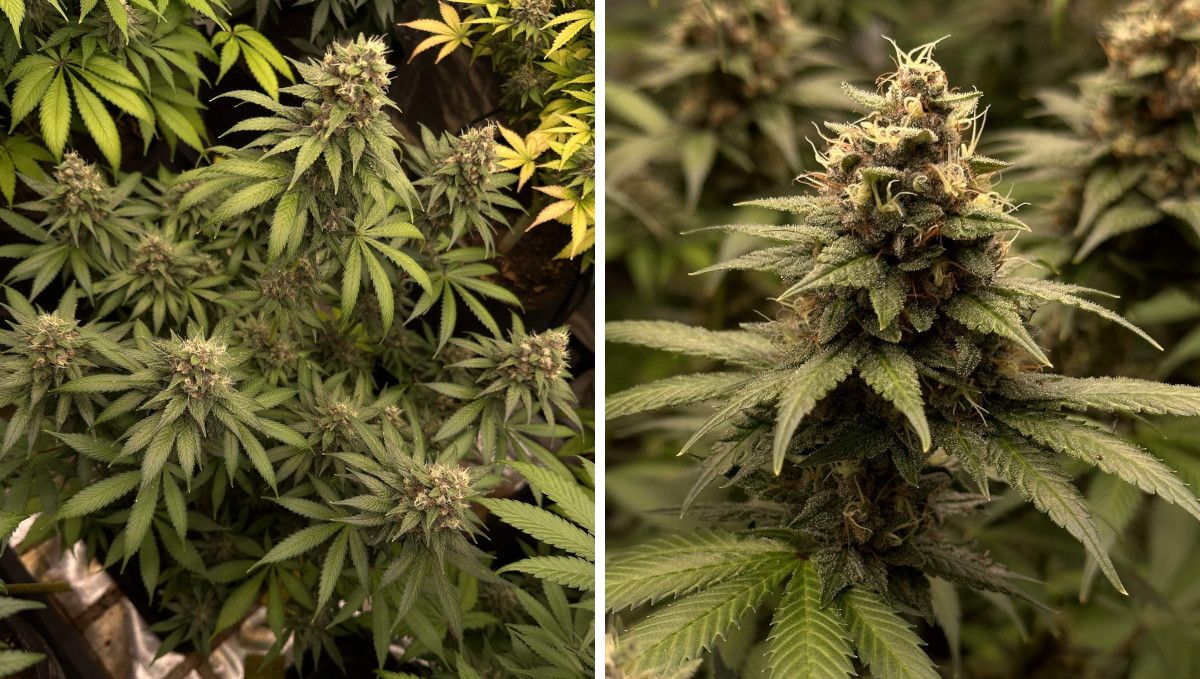 Purple Lemonade FF cannabis strain: mid flower (bulk phase) | weeks 10-11 | an indoor plant with leafy but large and tight buds Purple Lemonade FF cannabis strain: mid flower (bulk phase) | weeks 10-11 | an indoor plant with leafy but large and tight buds