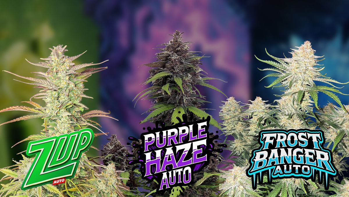 New Strain Drop 2025.jpg Nové odrůdy 2025