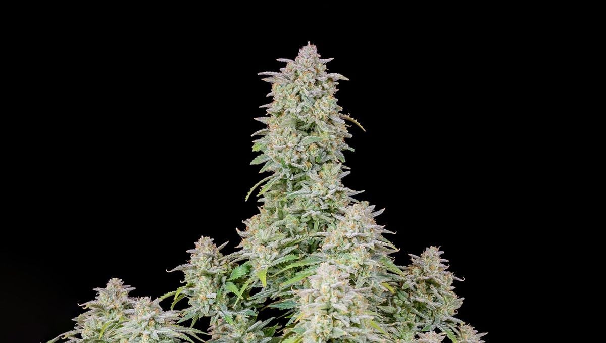 Top 5 der besten Indica-Autoflower-Sorten: Forbidden Runtz Auto Top 5 der besten Indica-Autoflower-Sorten: Forbidden Runtz Auto