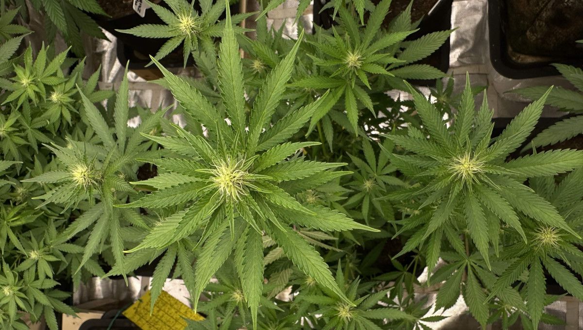 Purple Lemonade FF cannabis strain: transition (pre-flower) | week 7 | fluffy tops Purple Lemonade FF cannabis strain: transition (pre-flower) | week 7 | fluffy tops