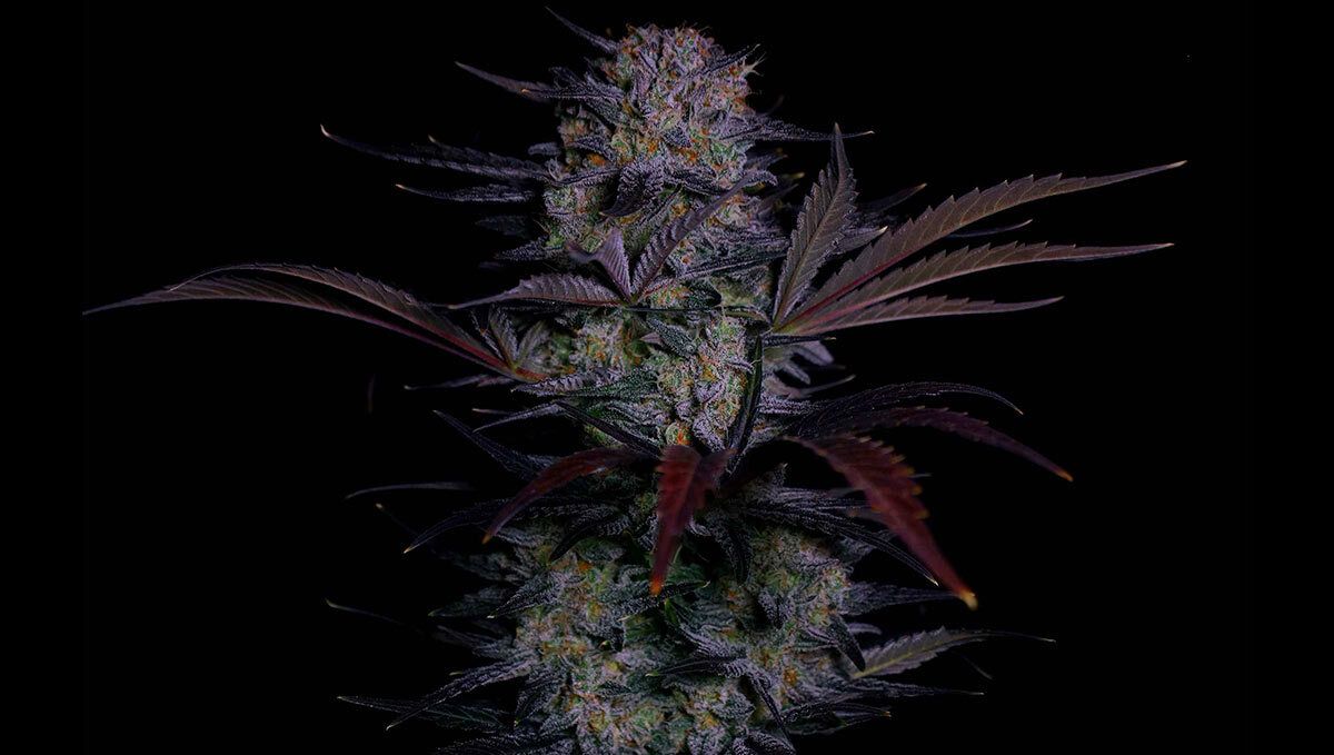 274 (1).jpg Mendo Frost Auto