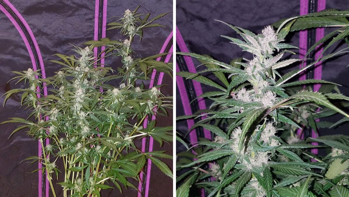 Blackberry Auto cannabis strain: early flower | weeks 6-7 | a stretchy multi-branch plant and a closer look at its snow-white cola