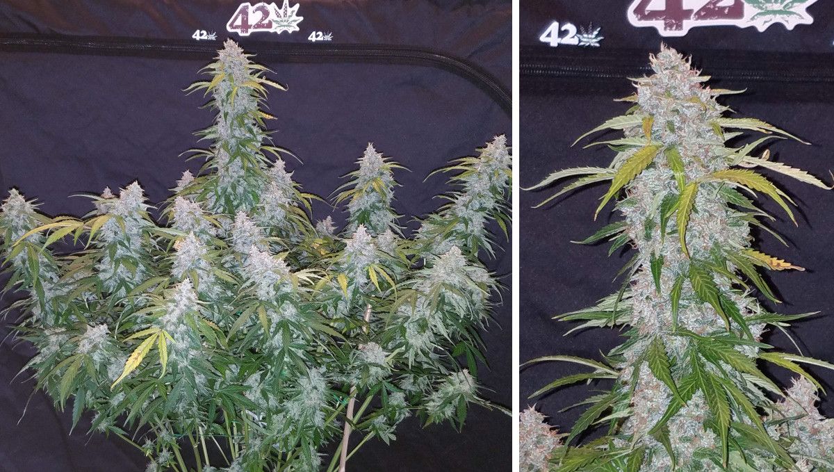 Six Shooter Auto cannabis strain: ripening and harvest | weeks 10+ | a huge autoflower with fading leaves and many fat flowering colas Six Shooter Auto cannabis strain: ripening and harvest | weeks 10+ | a huge autoflower with fading leaves and many fat flowering colas