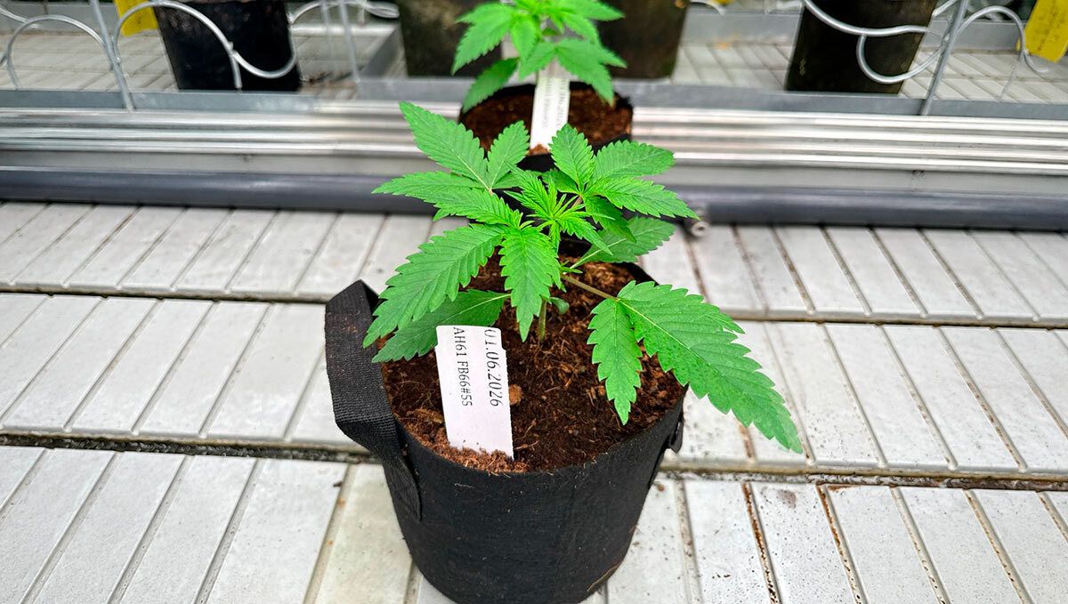 180.jpg Cherry Cola Auto