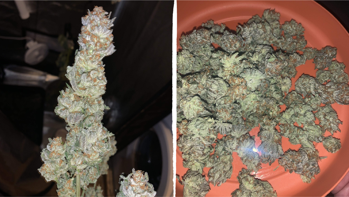 Acapulco gold cannabis strain week-by-week guide: yield and smoke report