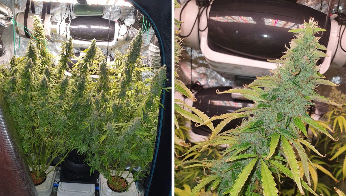 Pineapple Express Auto cannabis strain: ripening and harvest | weeks 10+ | two tall and stretchy plants in a DWC system and a closeup of a spear-shaped bud