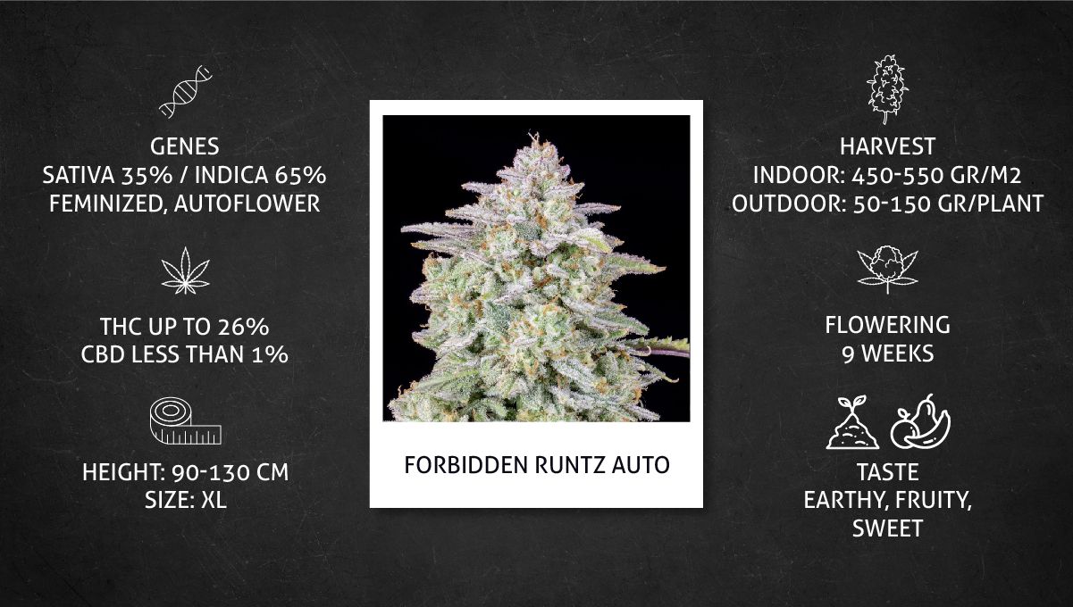 Forbidden Runtz Auto Cannabis Strain Week-by-Week Guide: Strain data sheet Forbidden Runtz Auto Cannabis Strain Week-by-Week Guide: Strain data sheet