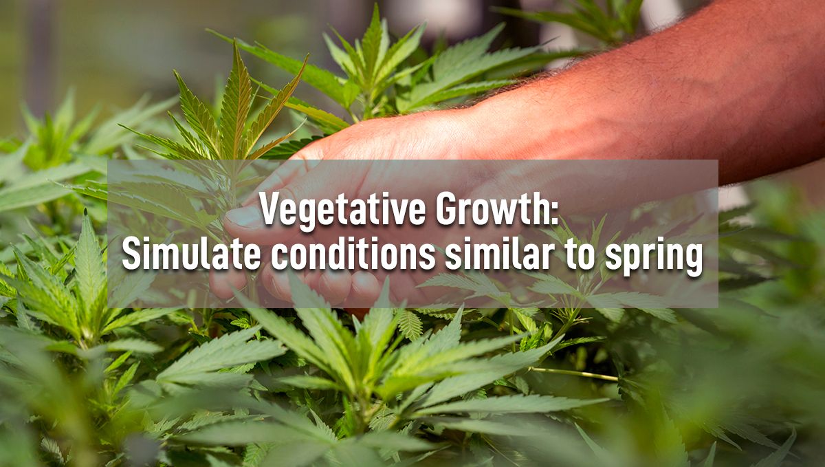 Regulate cannabis growth with crop steering: vegetative growth