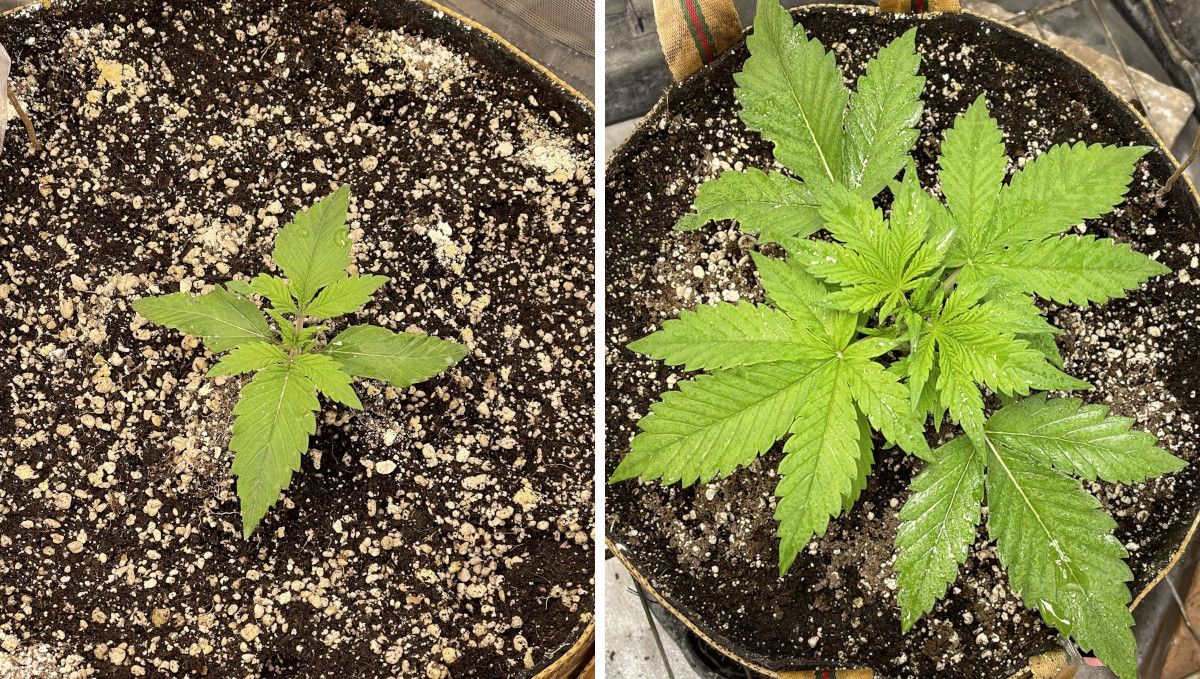 Banana Purple Punch Auto Cannabissorte: frühe Vegetation | Woche 2 | Fortschritt der Autoflower in Woche 2