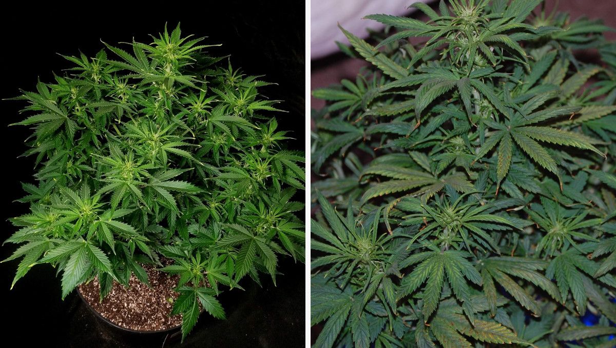Blueberry Cheese Auto cannabis strain: transition (pre-flower) | week 5 | two very similar looking compact and bushy autoflowers Blueberry Cheese Auto cannabis strain: transition (pre-flower) | week 5 | two very similar looking compact and bushy autoflowers